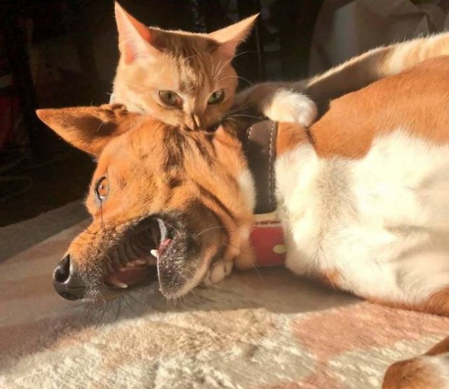 They Don't Like Their Neighbors (20 pics) They Don't Like Their Neighbors (20 pics)