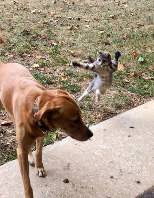 They Don't Like Their Neighbors (20 pics) They Don't Like Their Neighbors (20 pics)
