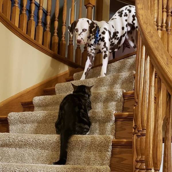 They Don't Like Their Neighbors (20 pics) They Don't Like Their Neighbors (20 pics)