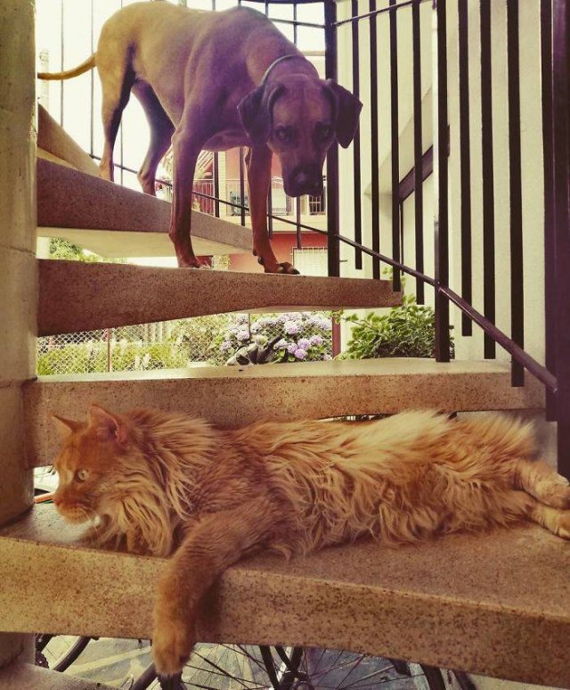 They Don't Like Their Neighbors (20 pics) They Don't Like Their Neighbors (20 pics)