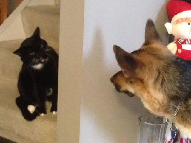 They Don't Like Their Neighbors (20 pics) They Don't Like Their Neighbors (20 pics)