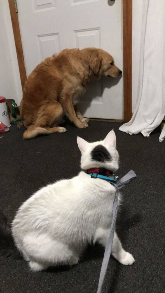 They Don't Like Their Neighbors (20 pics) They Don't Like Their Neighbors (20 pics)