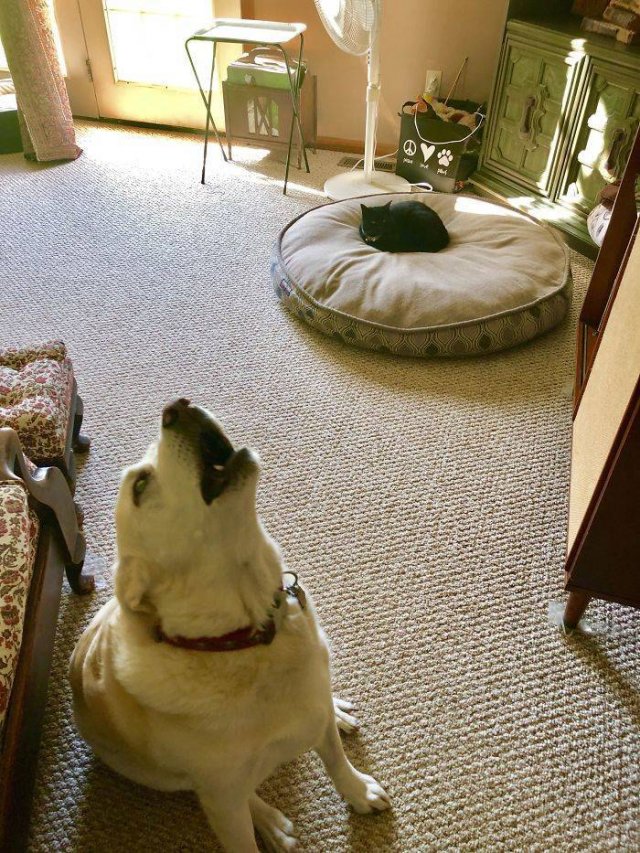 They Don't Like Their Neighbors (20 pics) They Don't Like Their Neighbors (20 pics)
