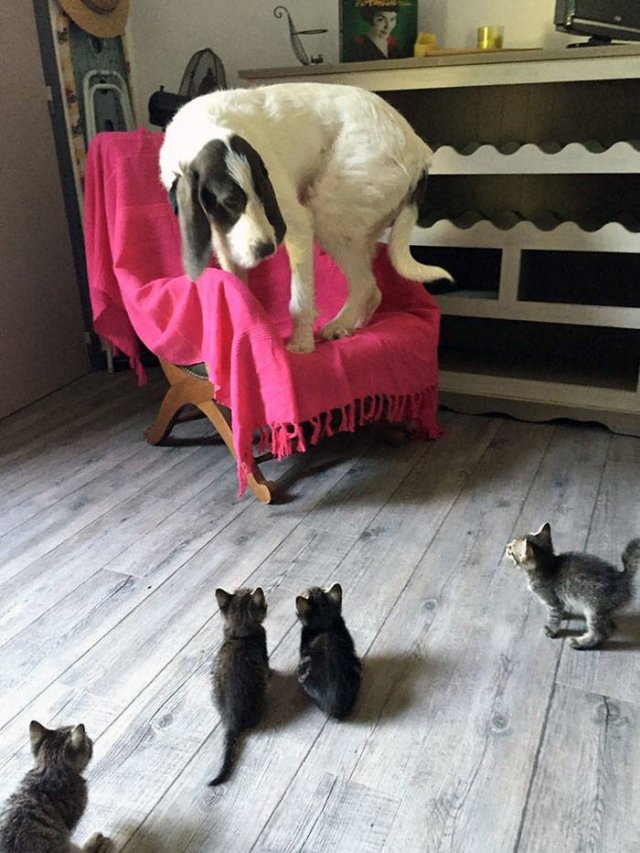 They Don't Like Their Neighbors (20 pics) They Don't Like Their Neighbors (20 pics)
