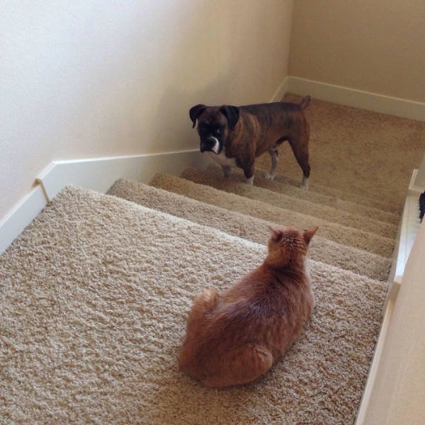 They Don't Like Their Neighbors (20 pics) They Don't Like Their Neighbors (20 pics)
