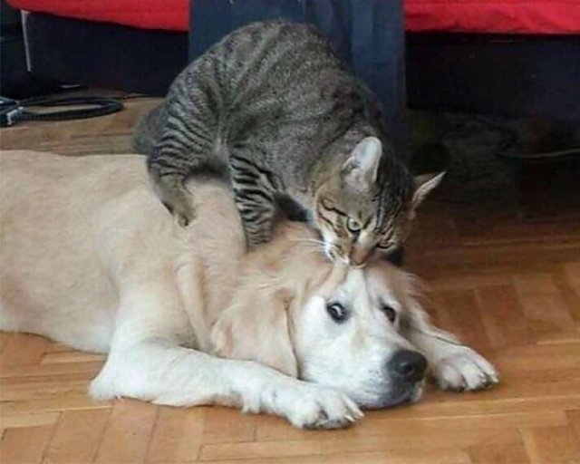 They Don't Like Their Neighbors (20 pics) They Don't Like Their Neighbors (20 pics)