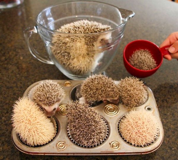 Animals Disguise Themselves As Food (29 pics)