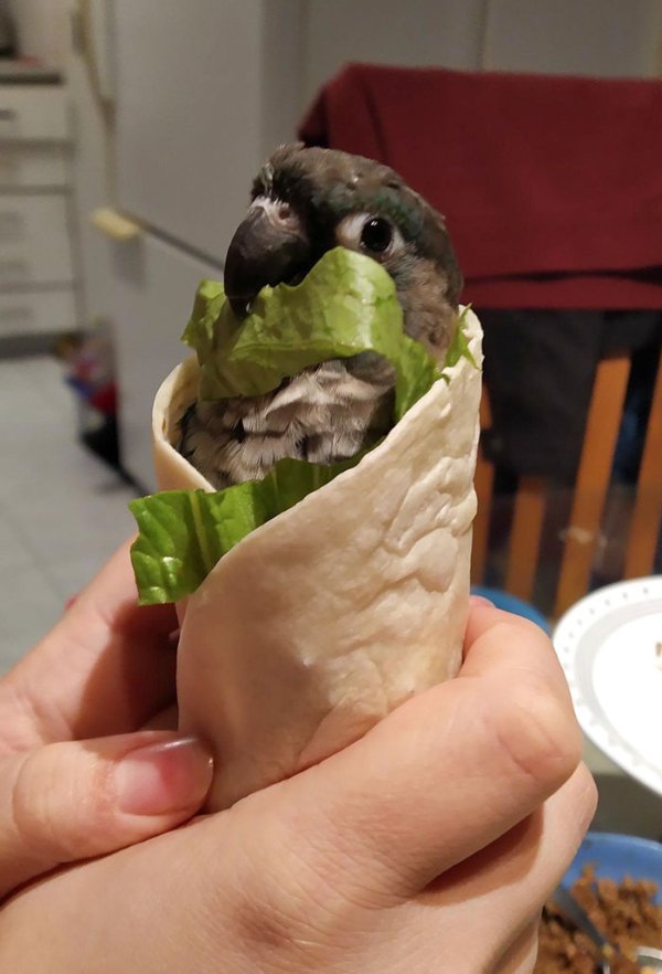 Animals Disguise Themselves As Food (29 pics)
