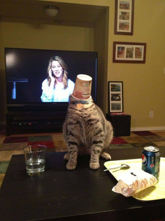 They Just Wanted Food (20 pics) They Just Wanted Food (20 pics)