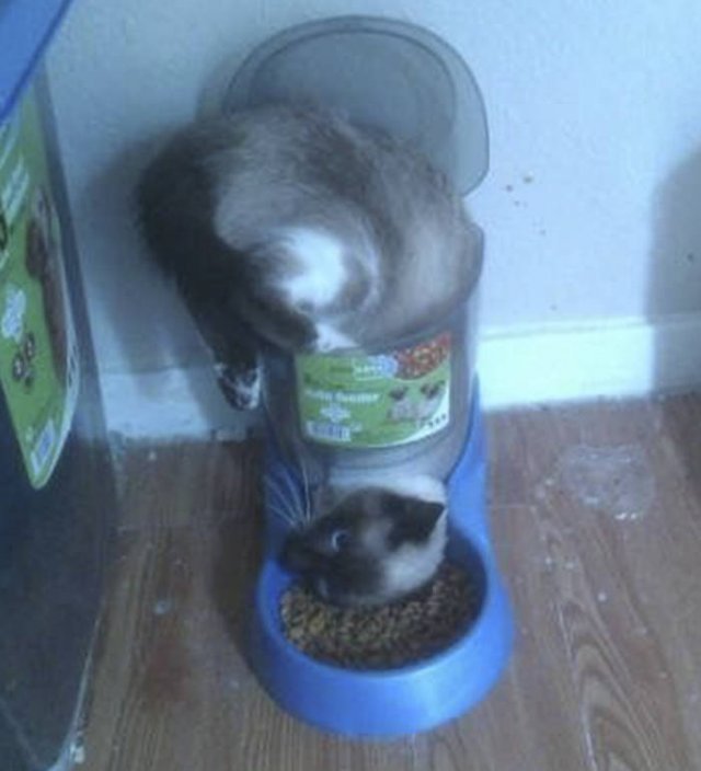 They Just Wanted Food (20 pics) They Just Wanted Food (20 pics)