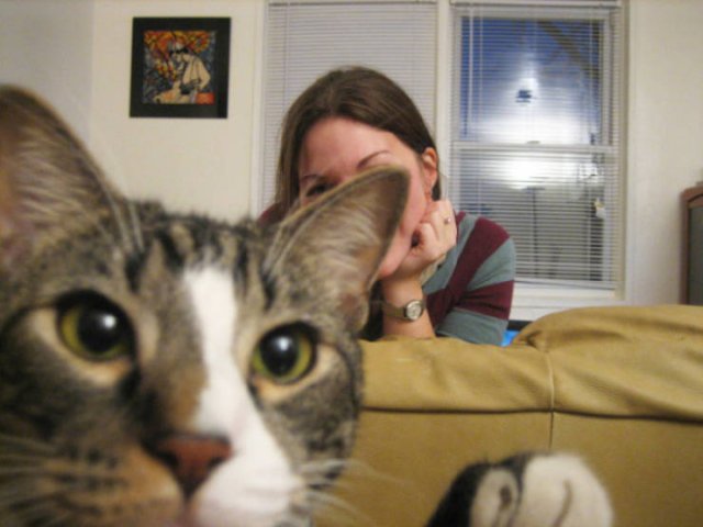 Funny Cats (20 pics)