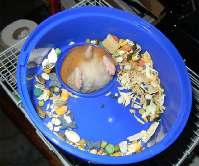 They Just Wanted Food (20 pics)