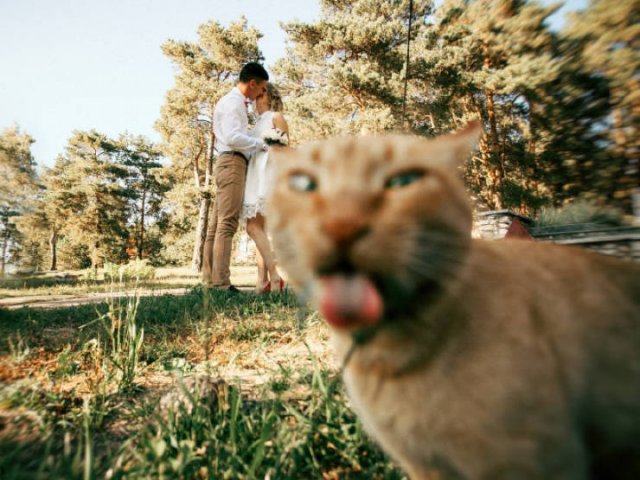 Funny Cats (20 pics)