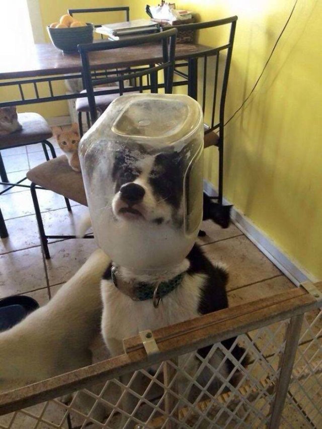 They Just Wanted Food (20 pics) They Just Wanted Food (20 pics)