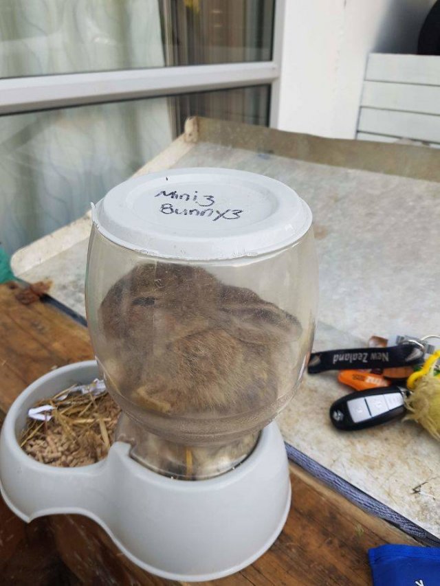 They Just Wanted Food (20 pics) They Just Wanted Food (20 pics)