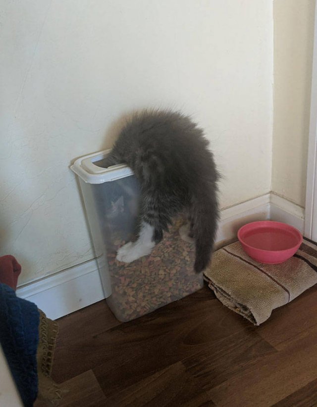 They Just Wanted Food (20 pics) They Just Wanted Food (20 pics)