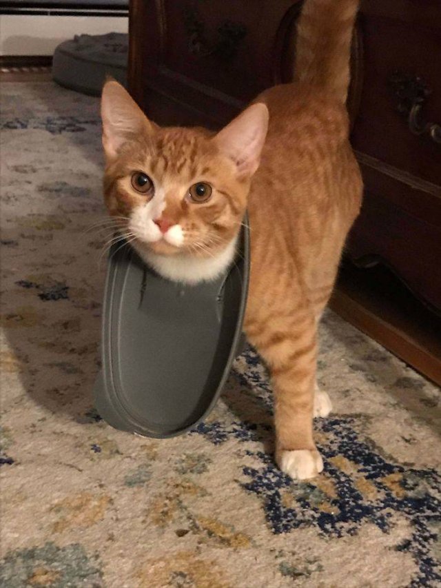 They Just Wanted Food (20 pics) They Just Wanted Food (20 pics)