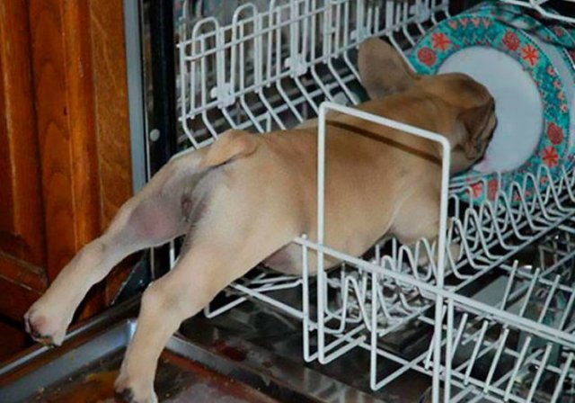They Just Wanted Food (20 pics) They Just Wanted Food (20 pics)