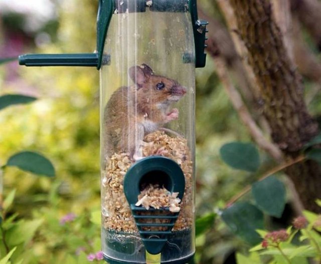 They Just Wanted Food (20 pics) They Just Wanted Food (20 pics)