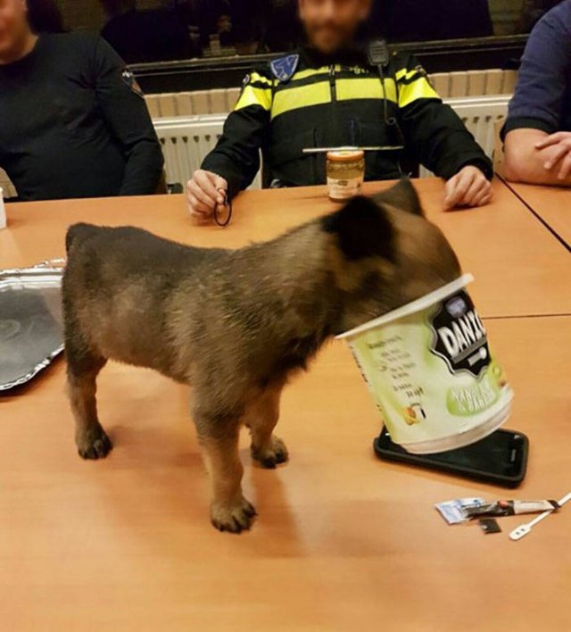They Just Wanted Food (20 pics) They Just Wanted Food (20 pics)