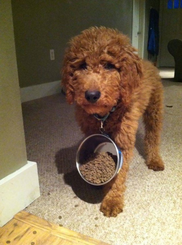 They Just Wanted Food (20 pics) They Just Wanted Food (20 pics)