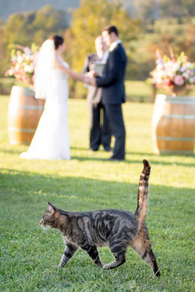 Funny Cats (20 pics)