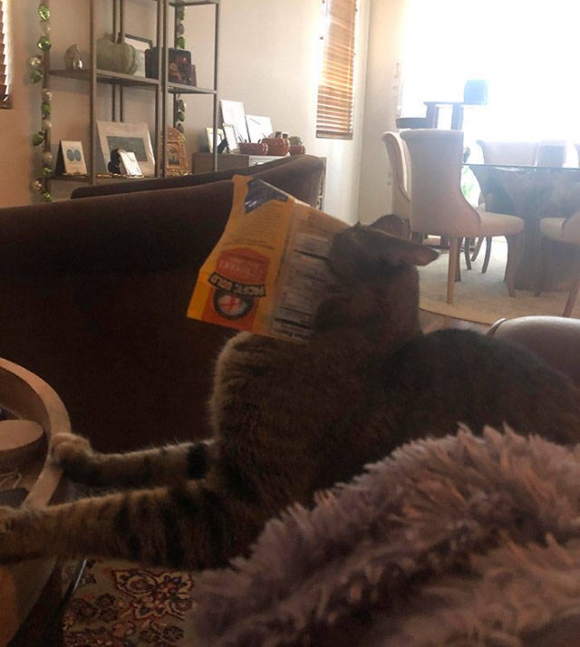 They Just Wanted Food (20 pics) They Just Wanted Food (20 pics)