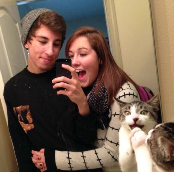 Funny Cats (20 pics)