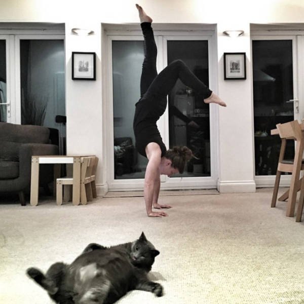 Funny Cats (20 pics)