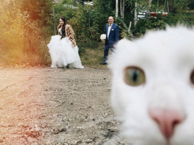 Funny Cats (20 pics)