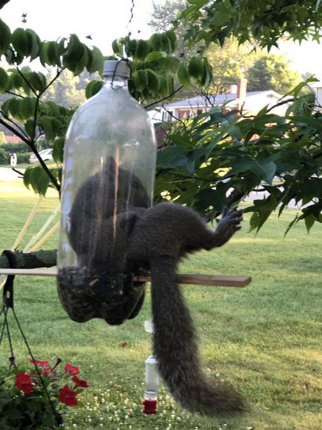 They Just Wanted Food (20 pics) They Just Wanted Food (20 pics)