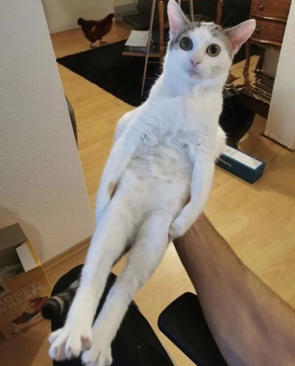 What Is Going On Here? (29 pics)