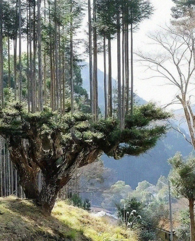 Cool Finds From Around The World (25 pics)