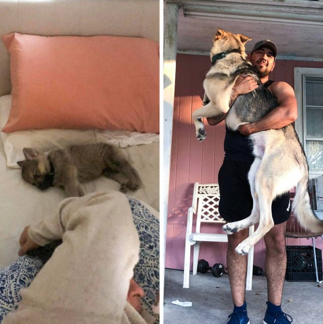 Very Big Dogs (25 pics)