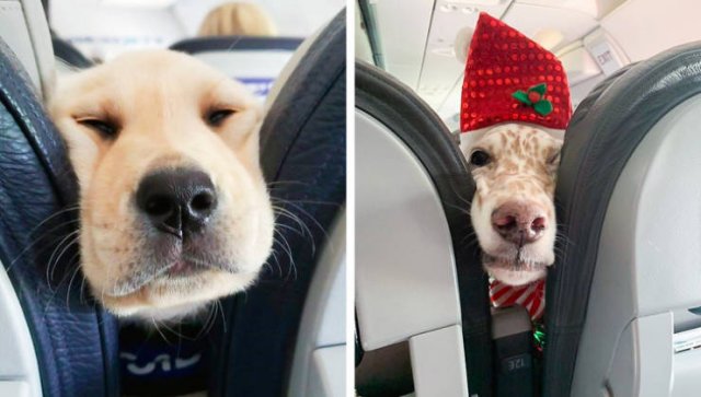 Unexpected Neighbors On A Plane (19 pics)