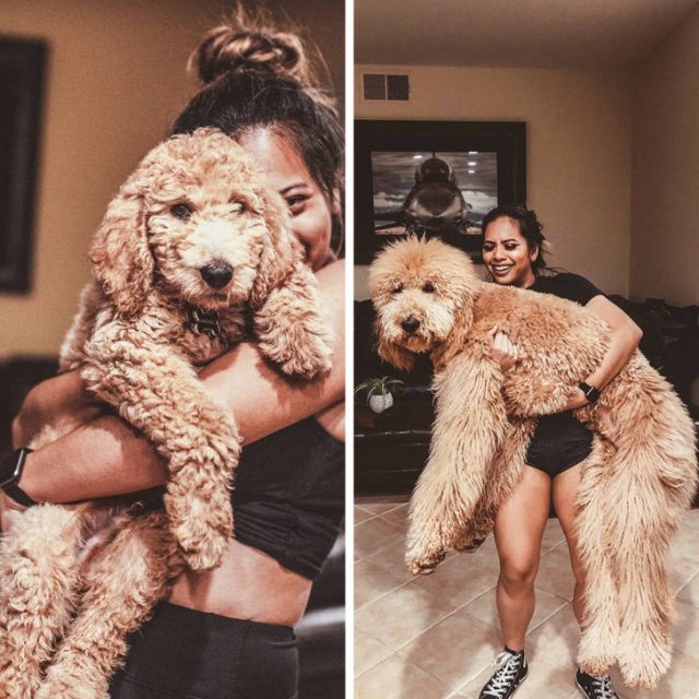 Very Big Dogs (25 pics)