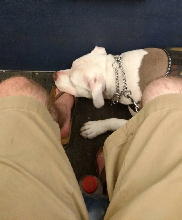 Unexpected Neighbors On A Plane (19 pics)