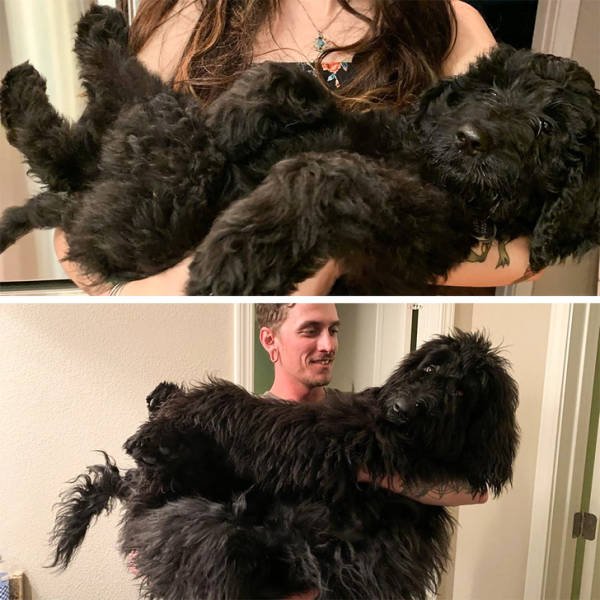 Very Big Dogs (25 pics)