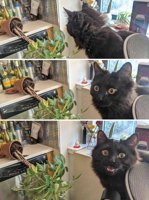 Funny Cats (35 pics)