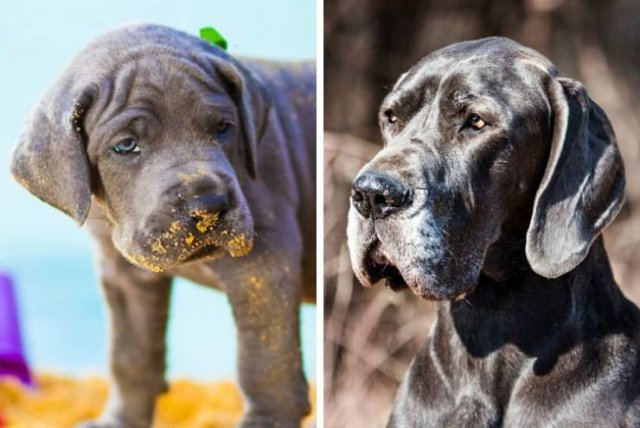 Different Dog Breeds (20 pics) Different Dog Breeds (20 pics)