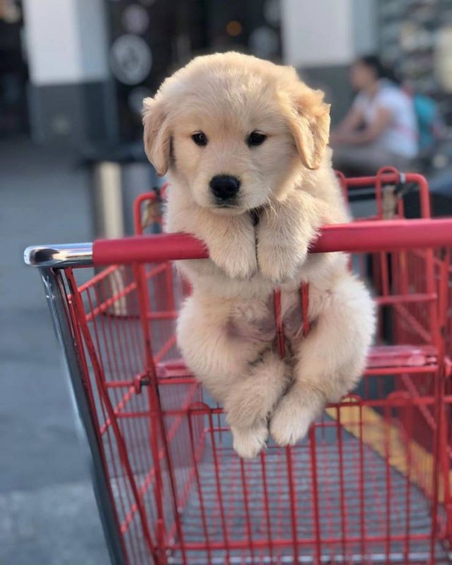 People Share Their Cute And Funny Pets (20 pics) People Share Their Cute And Funny Pets (20 pics)