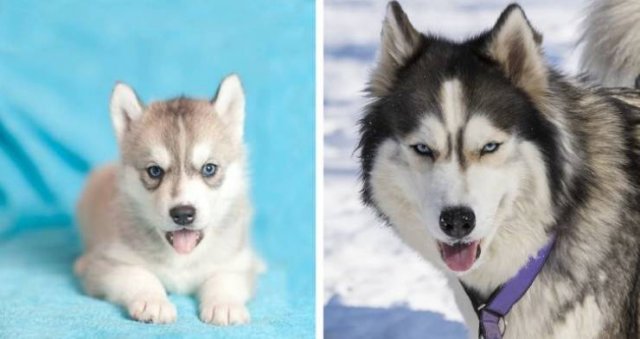 Different Dog Breeds (20 pics) Different Dog Breeds (20 pics)