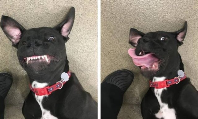 People Share Their Cute And Funny Pets (20 pics) People Share Their Cute And Funny Pets (20 pics)