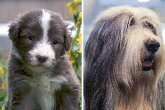 Different Dog Breeds (20 pics) Different Dog Breeds (20 pics)