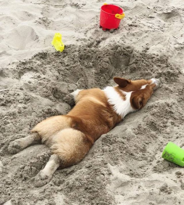 People Share Their Cute And Funny Pets (20 pics) People Share Their Cute And Funny Pets (20 pics)