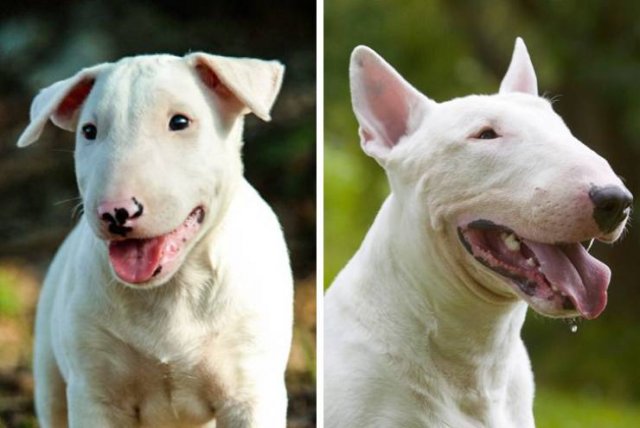 Different Dog Breeds (20 pics) Different Dog Breeds (20 pics)