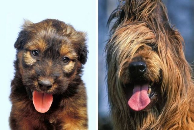 Different Dog Breeds (20 pics) Different Dog Breeds (20 pics)