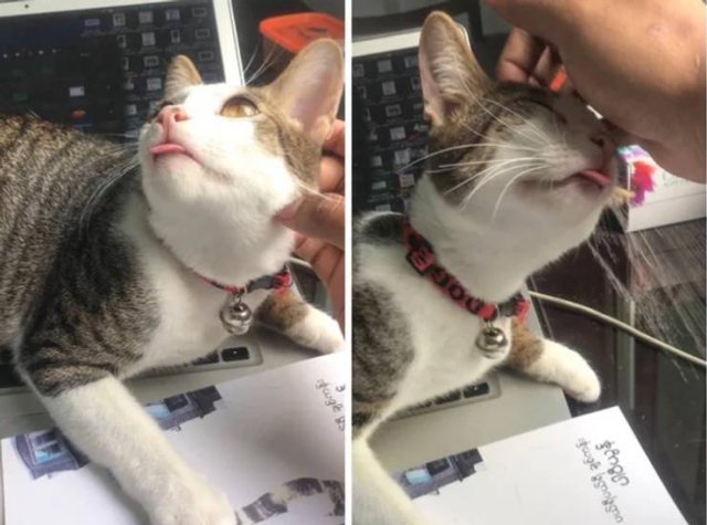 People Share Their Cute And Funny Pets (20 pics) People Share Their Cute And Funny Pets (20 pics)