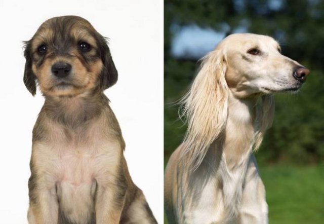 Different Dog Breeds (20 pics) Different Dog Breeds (20 pics)