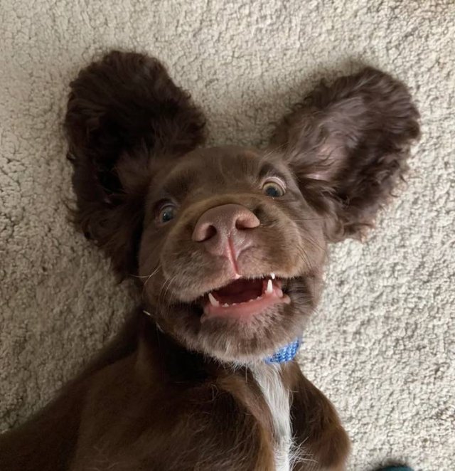 People Share Their Cute And Funny Pets (20 pics) People Share Their Cute And Funny Pets (20 pics)